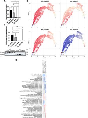 Loss of PPARα function promotes epigenetic dysregulation of lipid homeostasis driving ferroptosis and pyroptosis lipotoxicity in metabolic dysfunction associated Steatotic liver disease (MASLD)